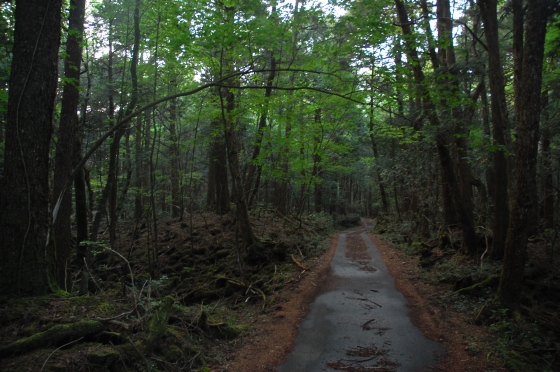 Лес Аокигахара в Японии.