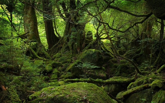 Аокигахара или Дзюкай - Море деревьев.