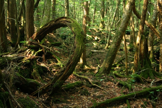 Аокигахара - мрачный лес.