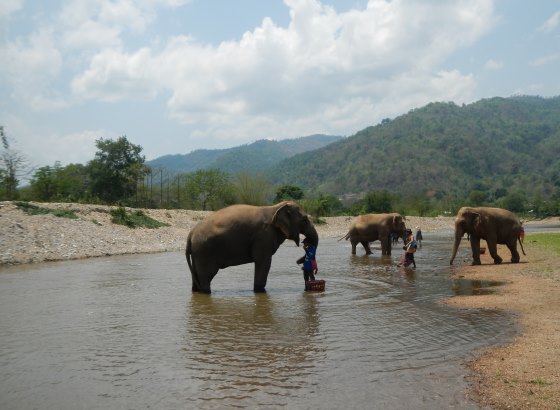 Слоны на реке Квай