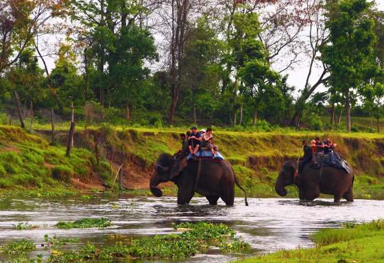 Прогулка на слонах средство передвижения в Читване. 