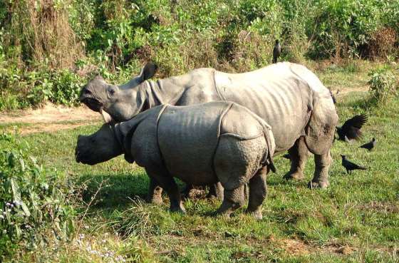 Пара носорогов в Читване.