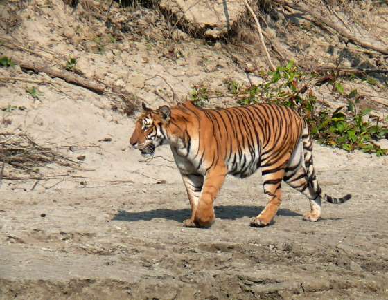 Бенгальский Тигр встречается в Четване.